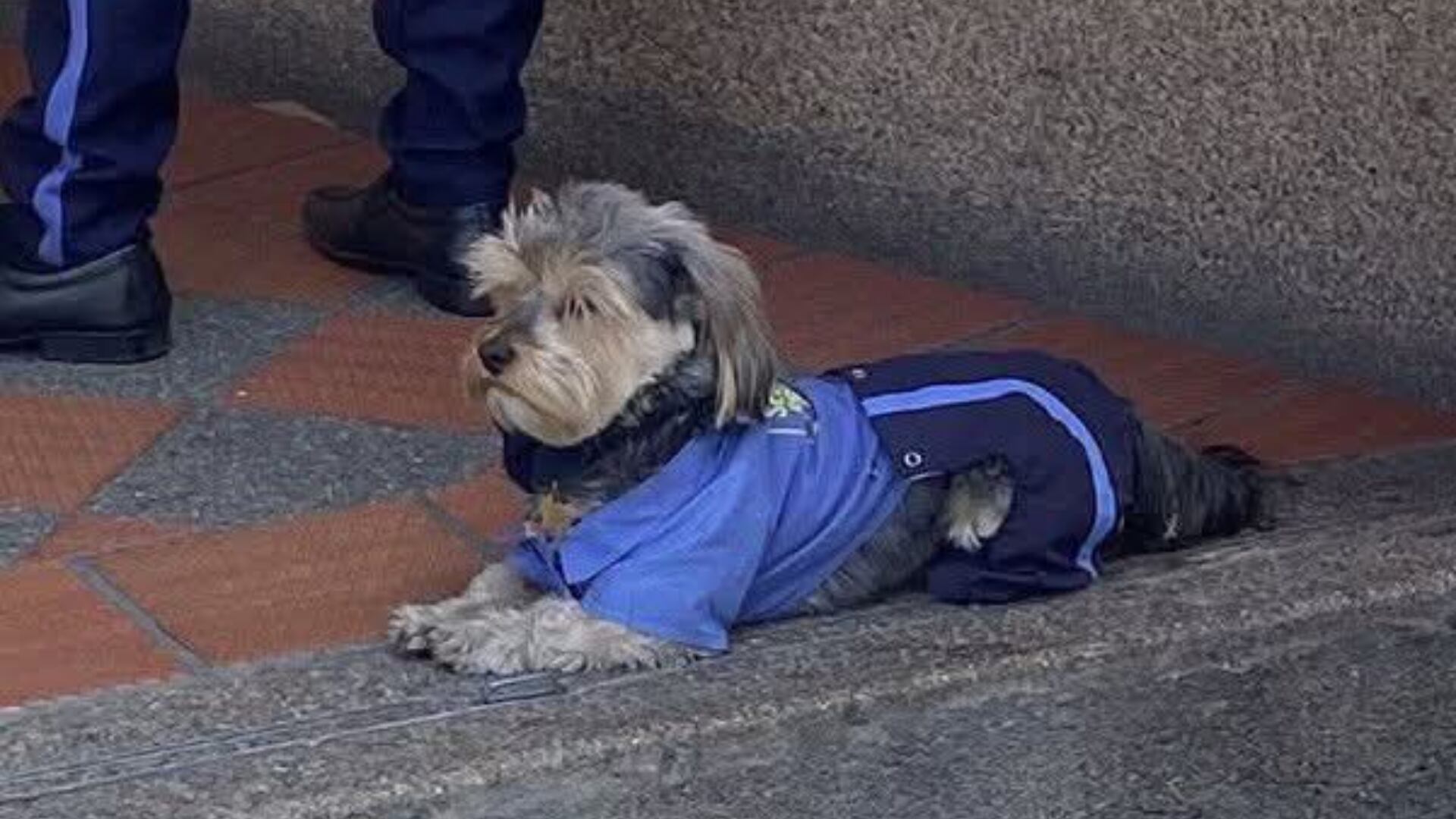 'Celadog' el perro vigilante que se hizo vira