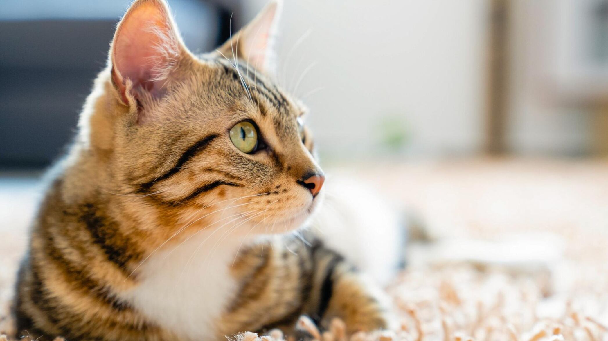 No te asustes si tu gato vomita ocasionalmente