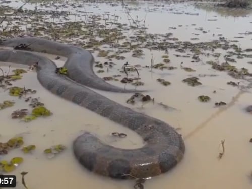 Anaconda gigante es captada en la frontera colombo ecuatoriana