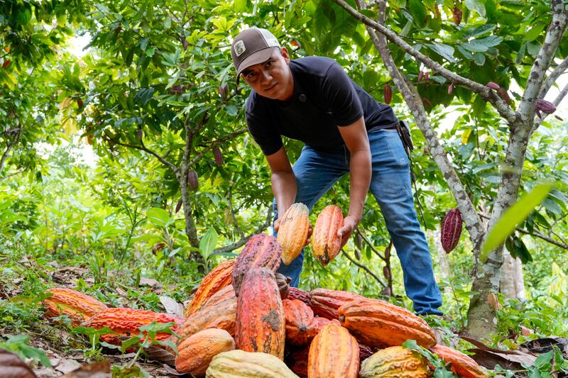 Cultivo de cacao en Antioquia