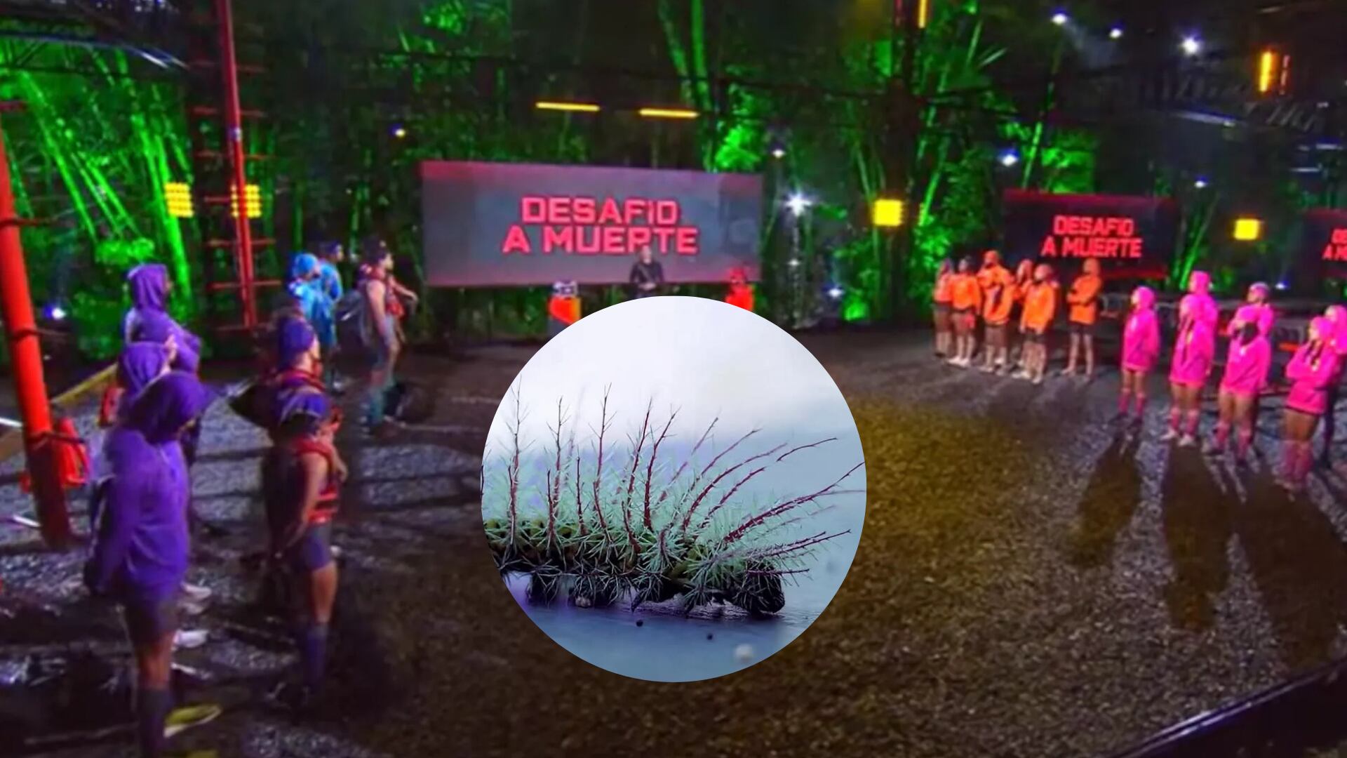 Oruga venenosa en El Desafío