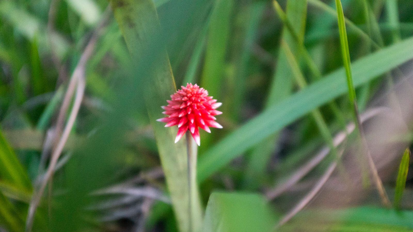 La Flor de Inírida será la imagen oficial de la COP16 que se llevara a cabo en cali en el mes de octubre