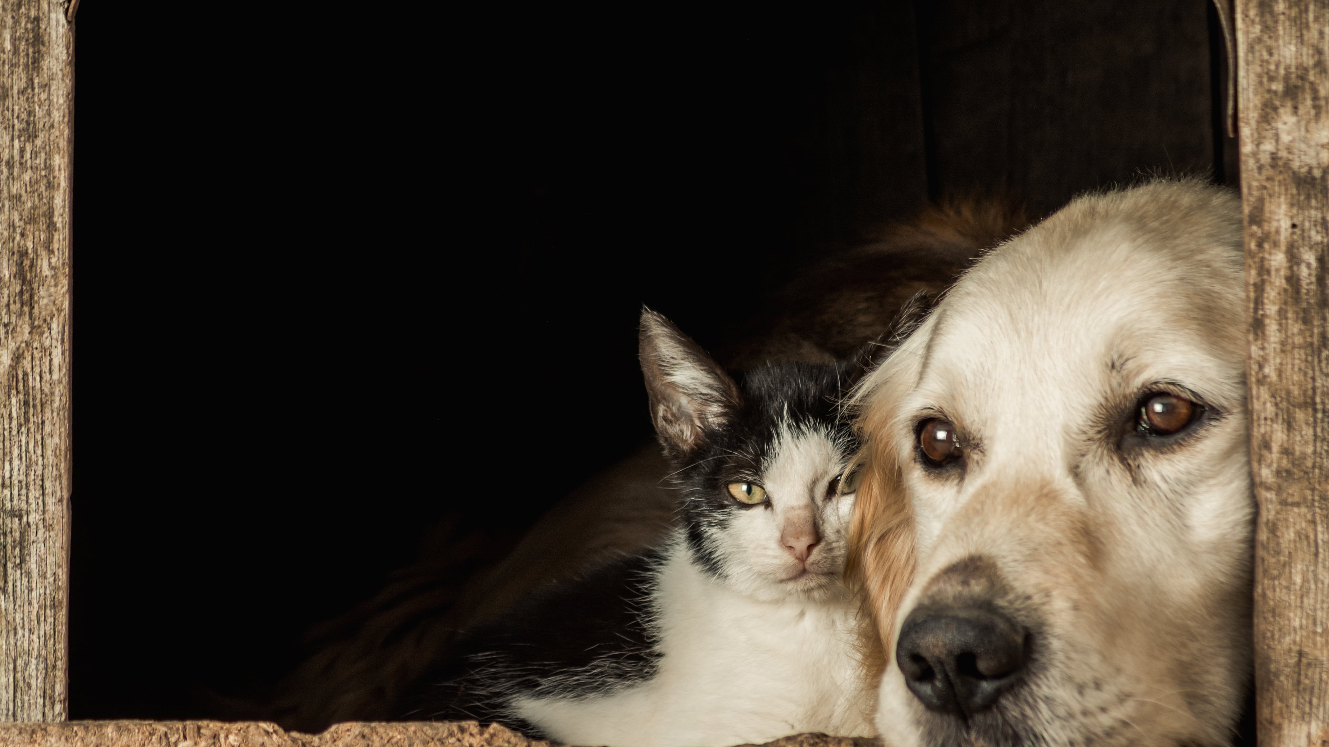Convivencia perros y gatos mascotas