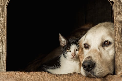 Perros y gatos bajo el mismo techo: La mitad de los hogares colombianos con mascotas son multipet