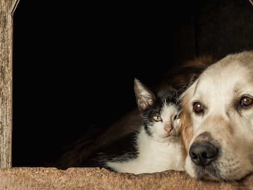 Perros y gatos bajo el mismo techo: La mitad de los hogares colombianos con mascotas son multipet