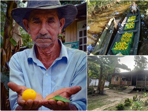 La sustitución de cultivos es posible y en La Fortuna es una realidad