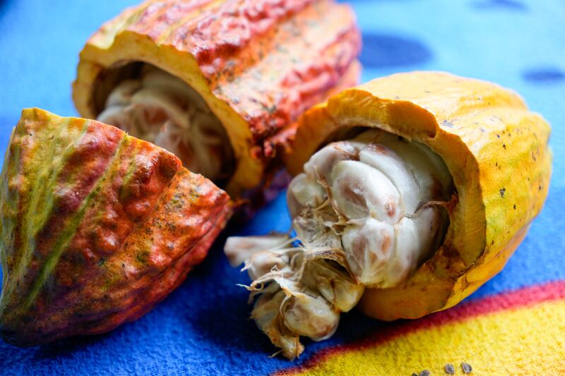 Cultivo del cacao en Colombia