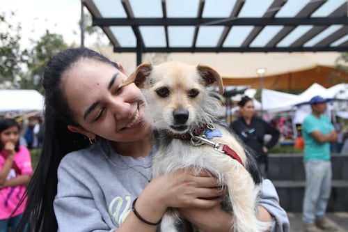 El amor de su vida lo está esperando: Bogotá tendrá cuatro jornadas de adopción de mascotas en abril