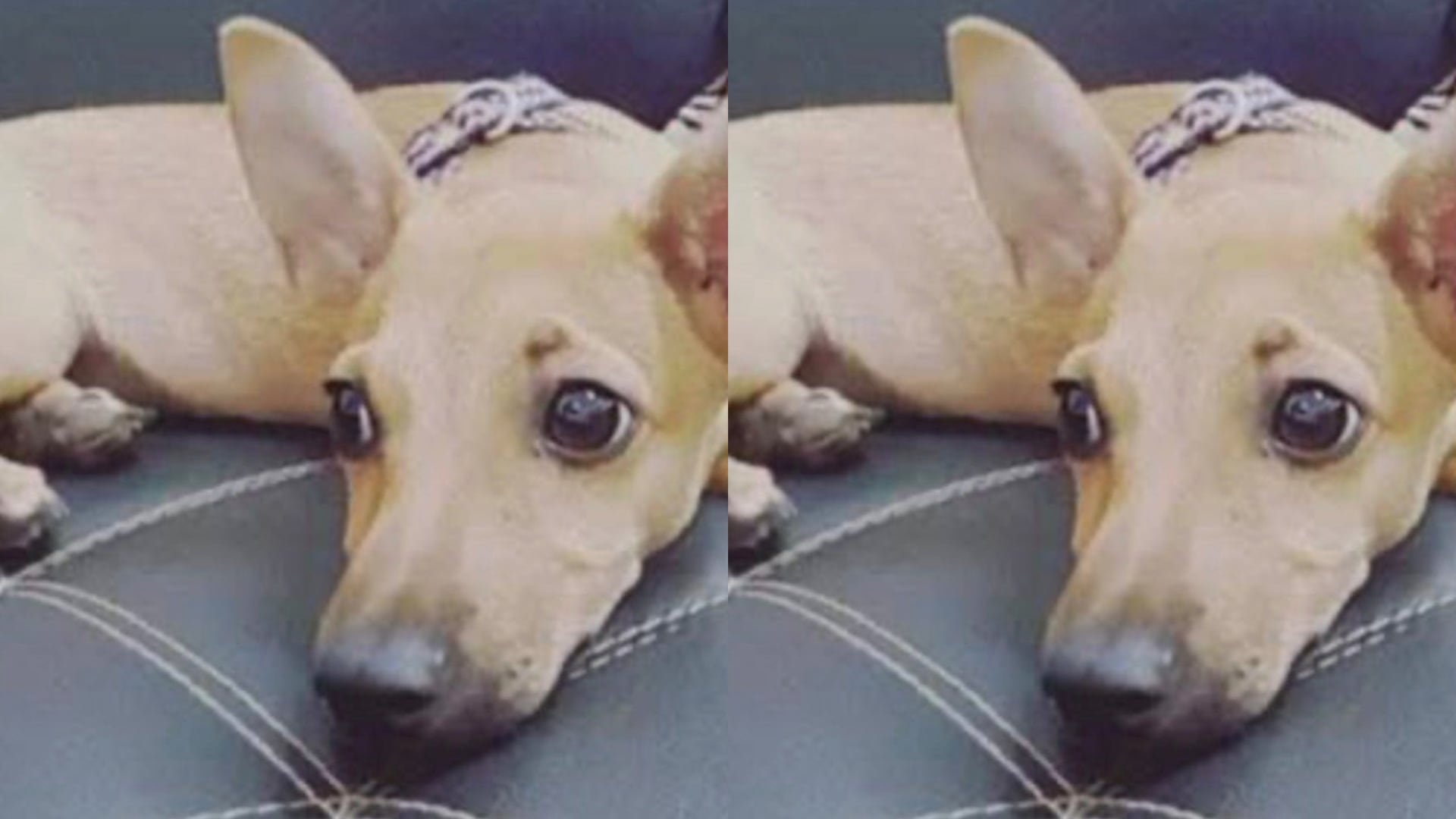 Justicia para ‘Pinky’ y ‘Kiara’: Históricas condenas de cárcel por crueldad animal en Colombia