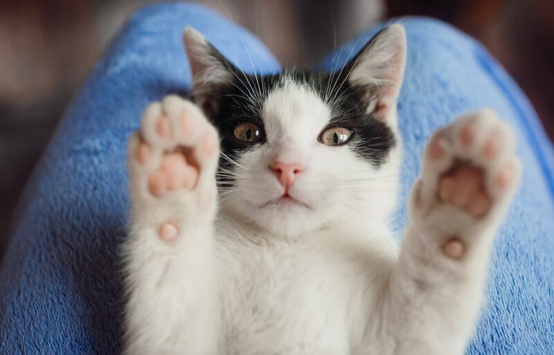 Un estudio que ha generado interés en los amantes de los gatos