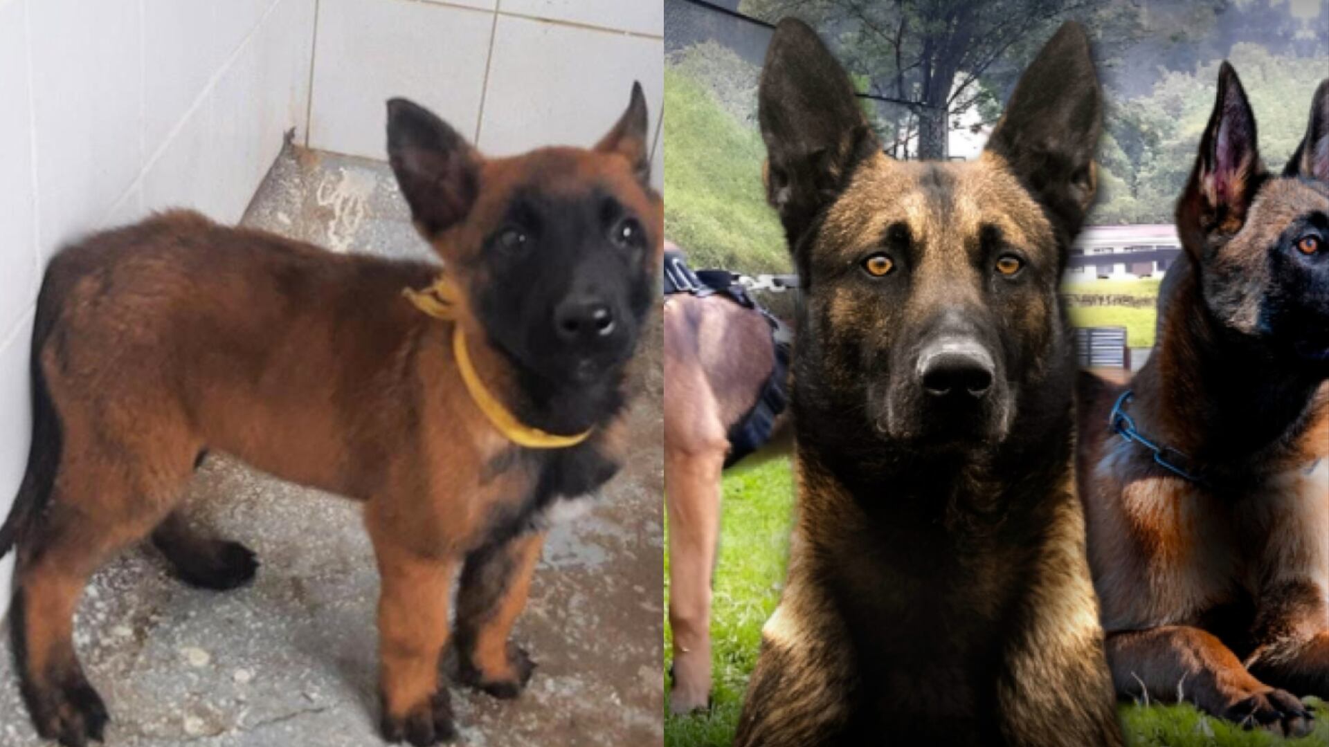 Wilson, el perro rescatista y las cosas que no se conocían sobre él