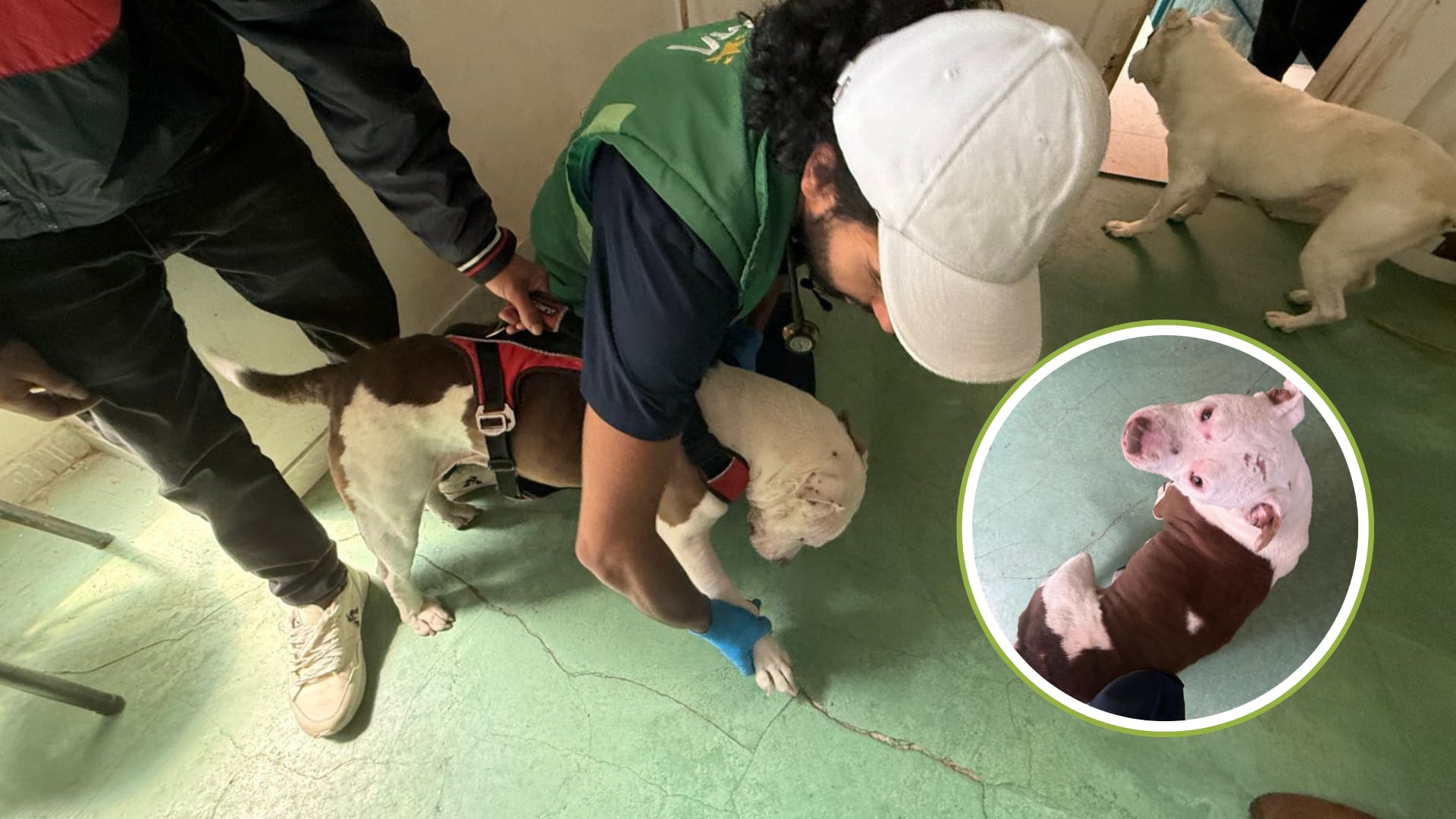 Horror en el barrio Puerto Rico: Rescatan a dos perros Pitbull víctimas de presunto abuso sexual
