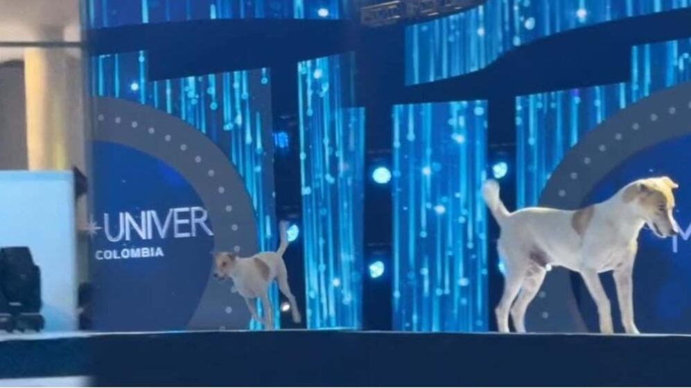 Un perrito se robó las miradas al colarse en pasarela de Miss Universe.