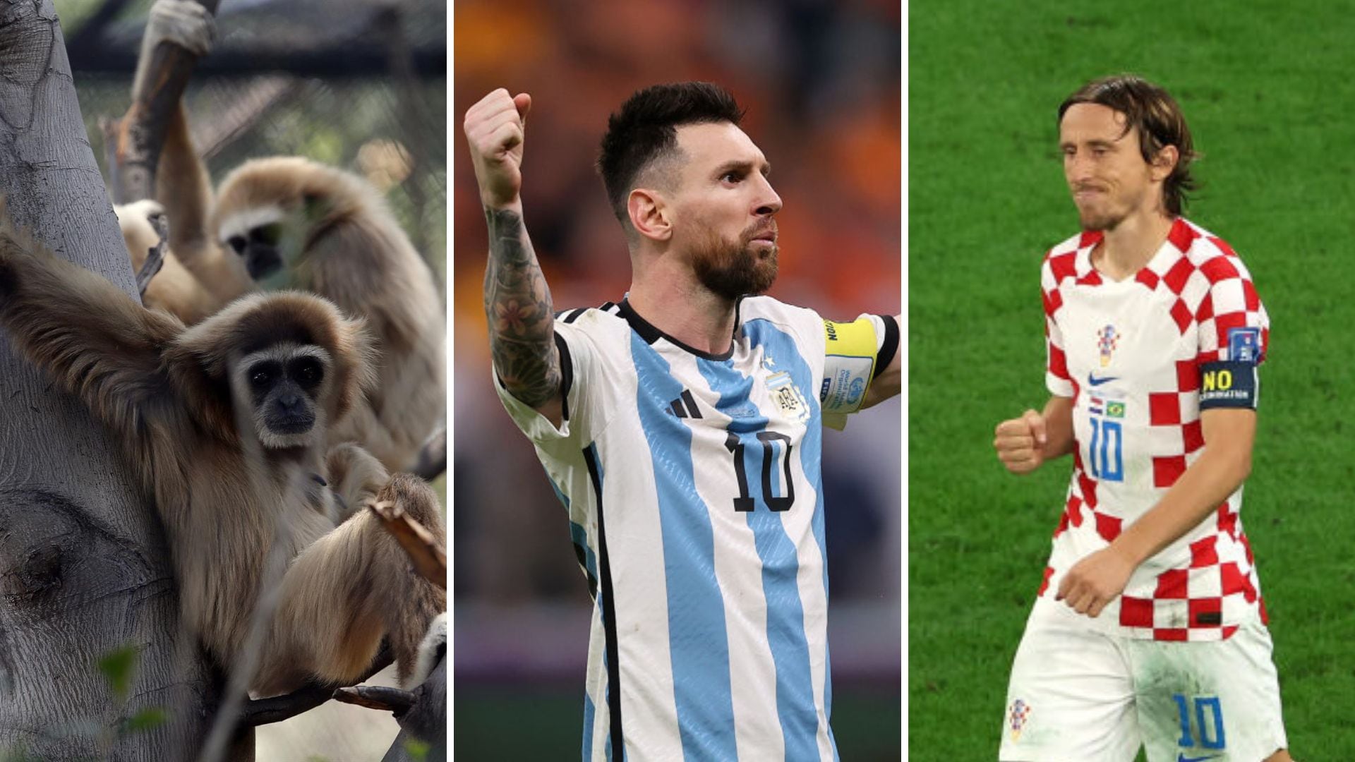 El mono 'Kent' predijo el ganador entre Argentina y Croacia.