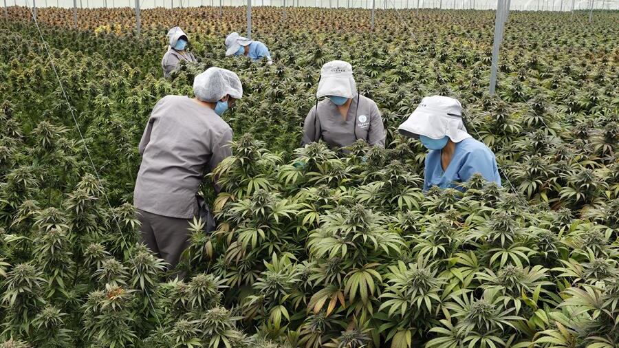 Industria de cannabis medicinal toma fuerza en Colombia con nuevas normas- EFE