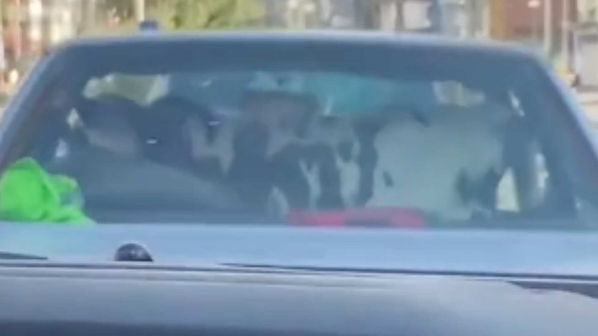 Vaca en un auto en Boyacá