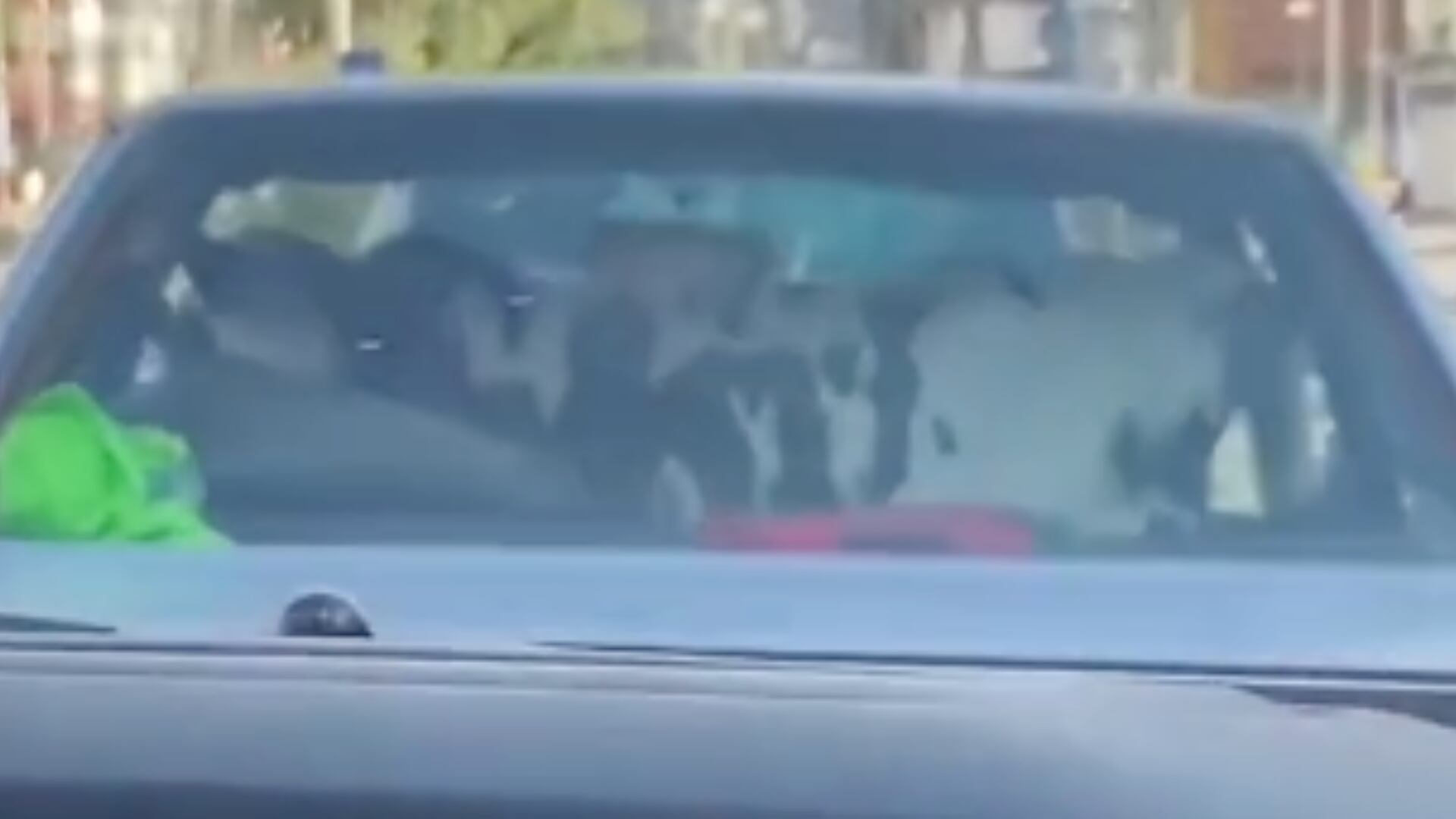 Vaca en un auto en Boyacá