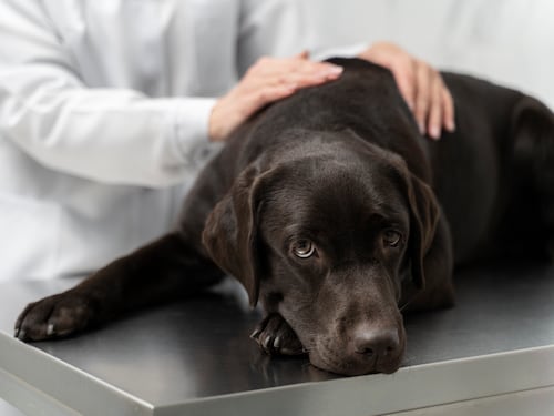 ¿Sabes qué debe contener el alimento de un perro con hipotiroidismo? Estos 6 ingredientes son la clave