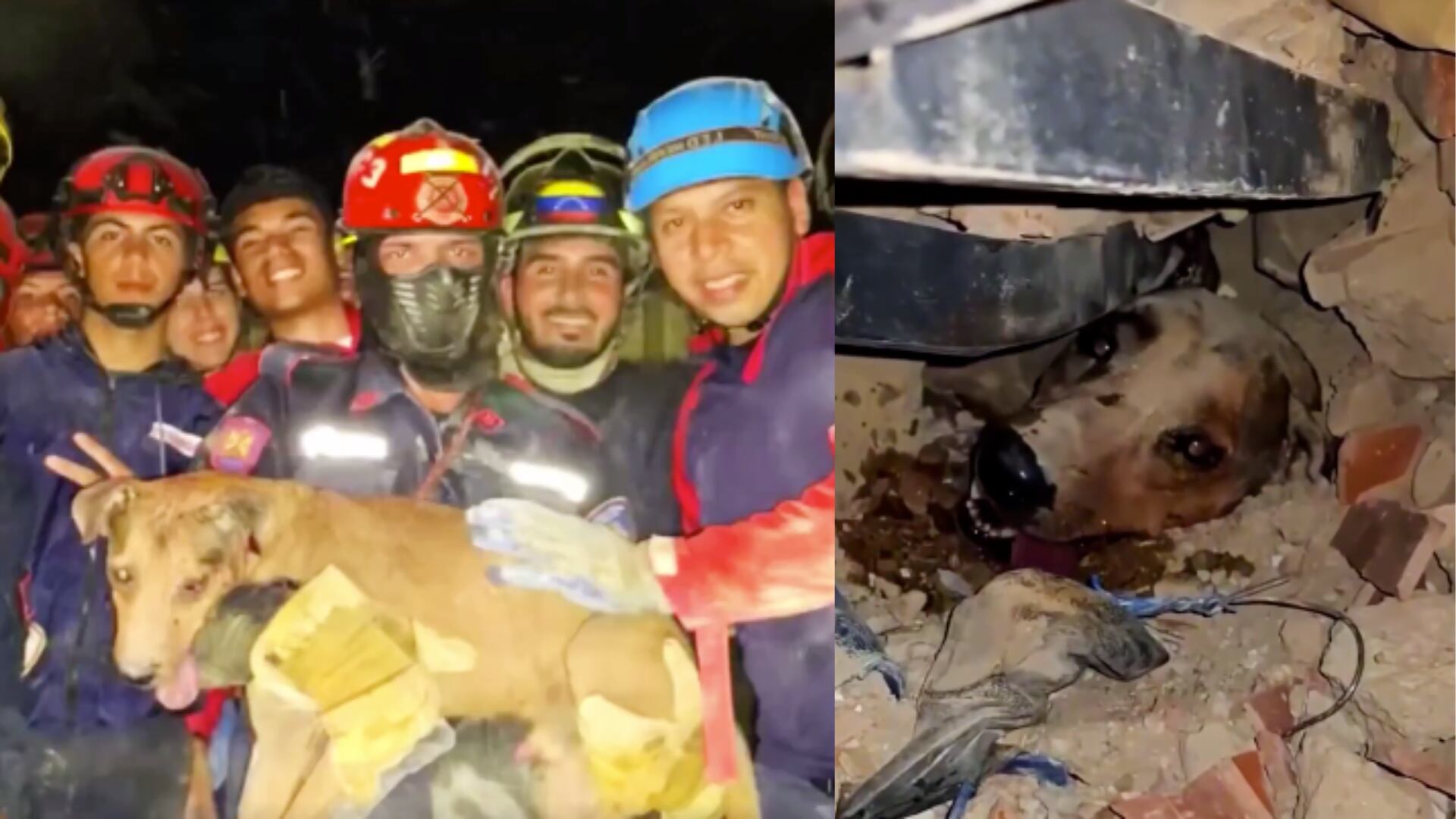 Una imagen que rompe el alma: así fue el rescate de una perrita en medio de los escombros tras el terremoto en Venezuela