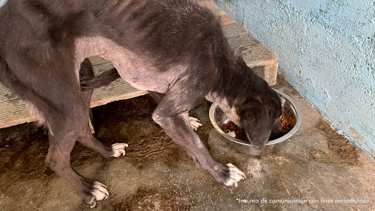 Condenaron a hombre que tenía abandonada a perrita