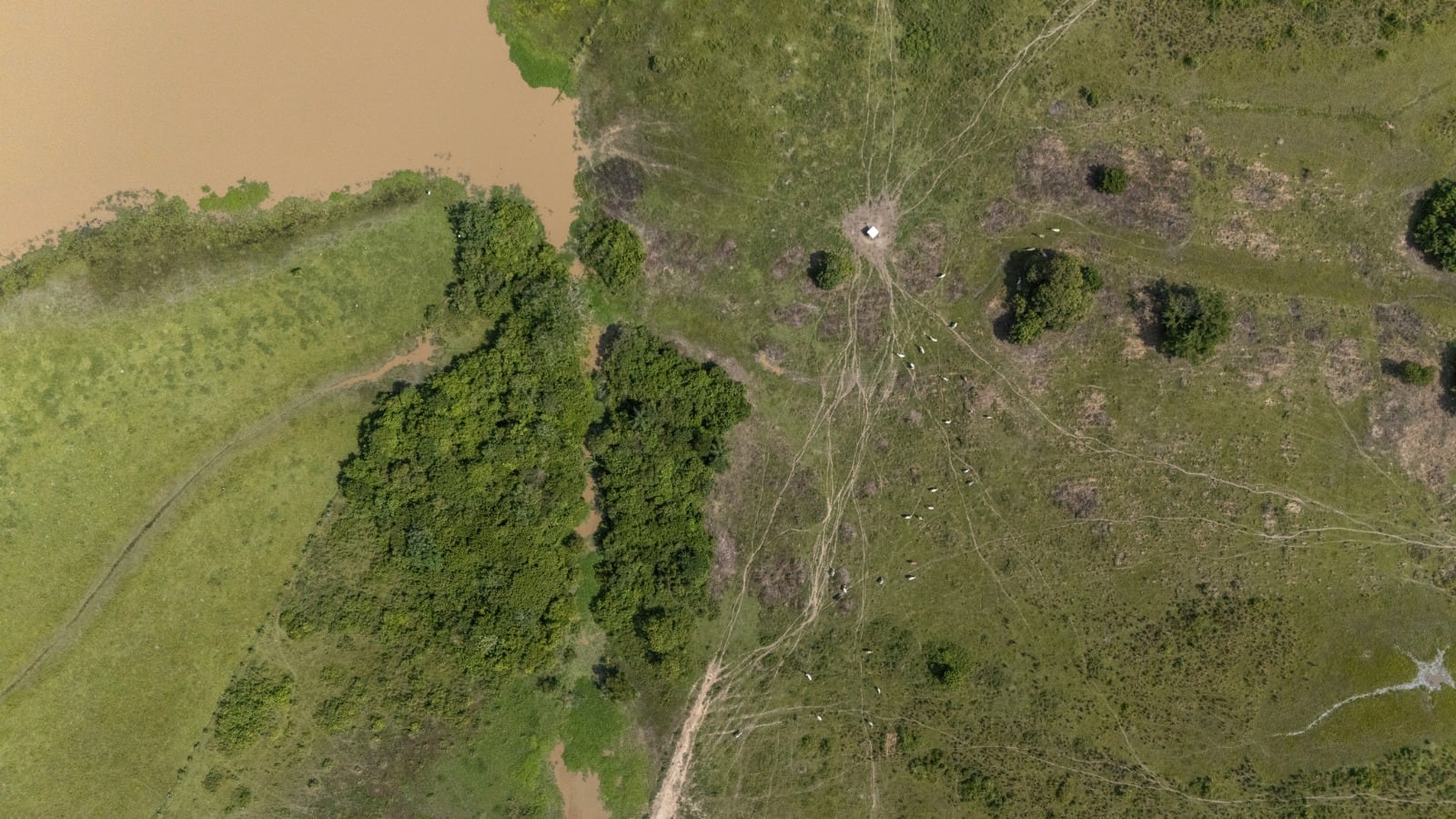 Foto sabanas de la Orinoquia pierden terreno ante la agroindustria, mientras surge un modelo sostenible clave.