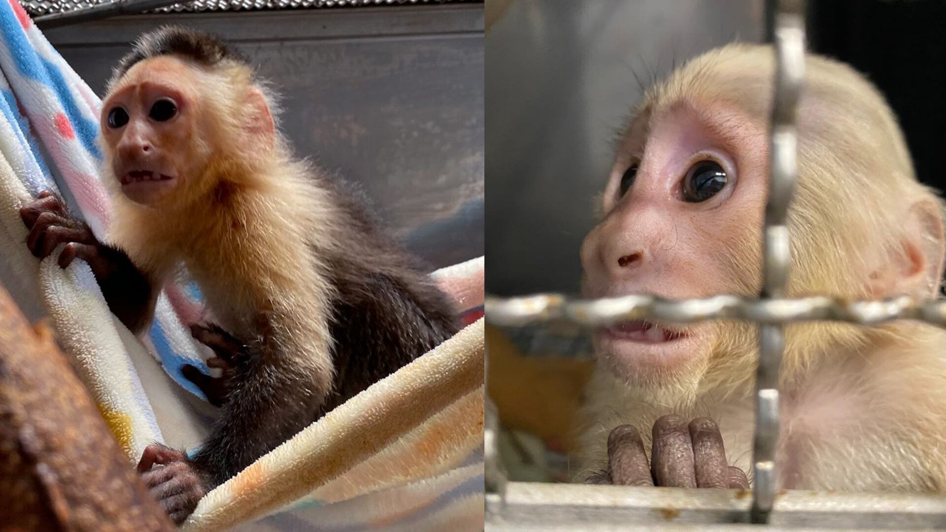 Tráfico de fauna silvestre