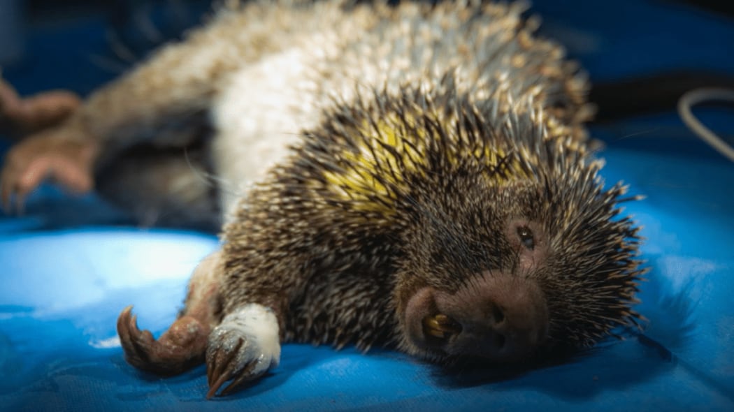 Gobierno lanza guía obligatoria para prevenir atropellamiento de fauna en las vías del país