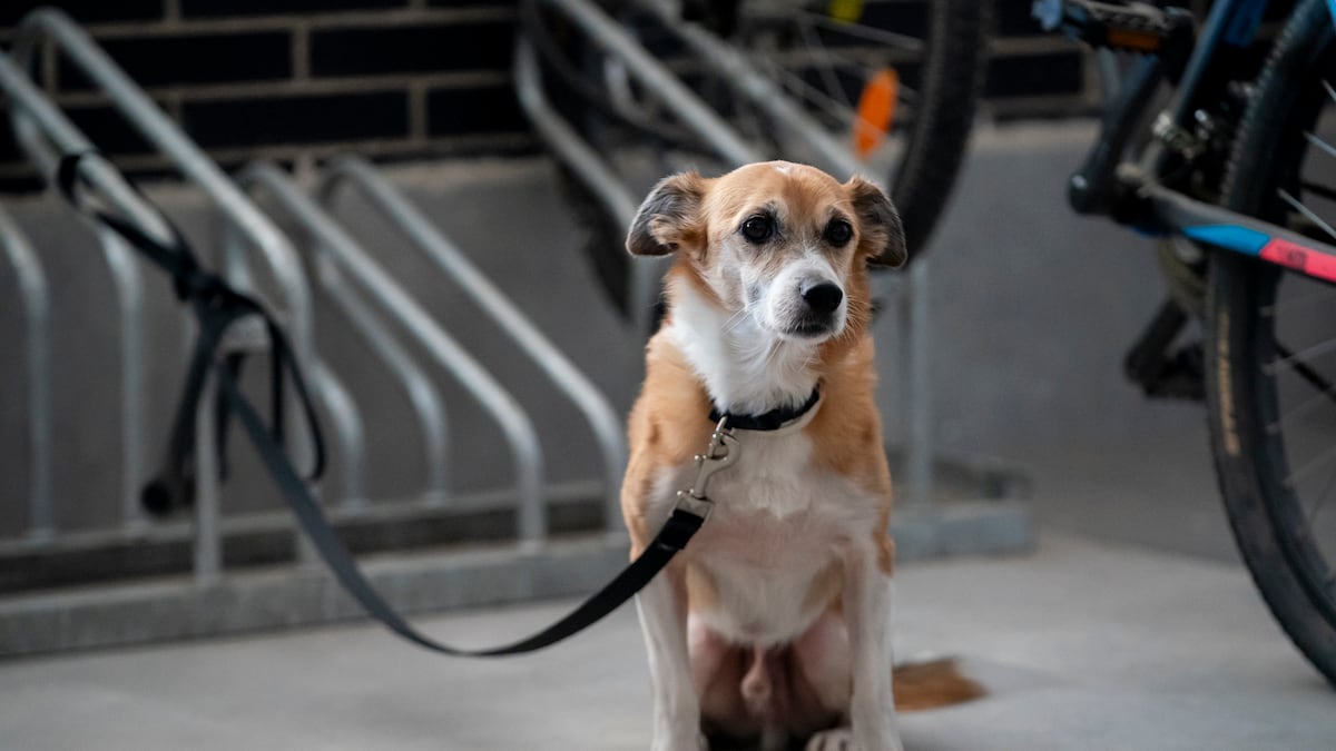 Las personas dedicadas a la industria de la carne de perro deberán dedicarse a otra actividad.