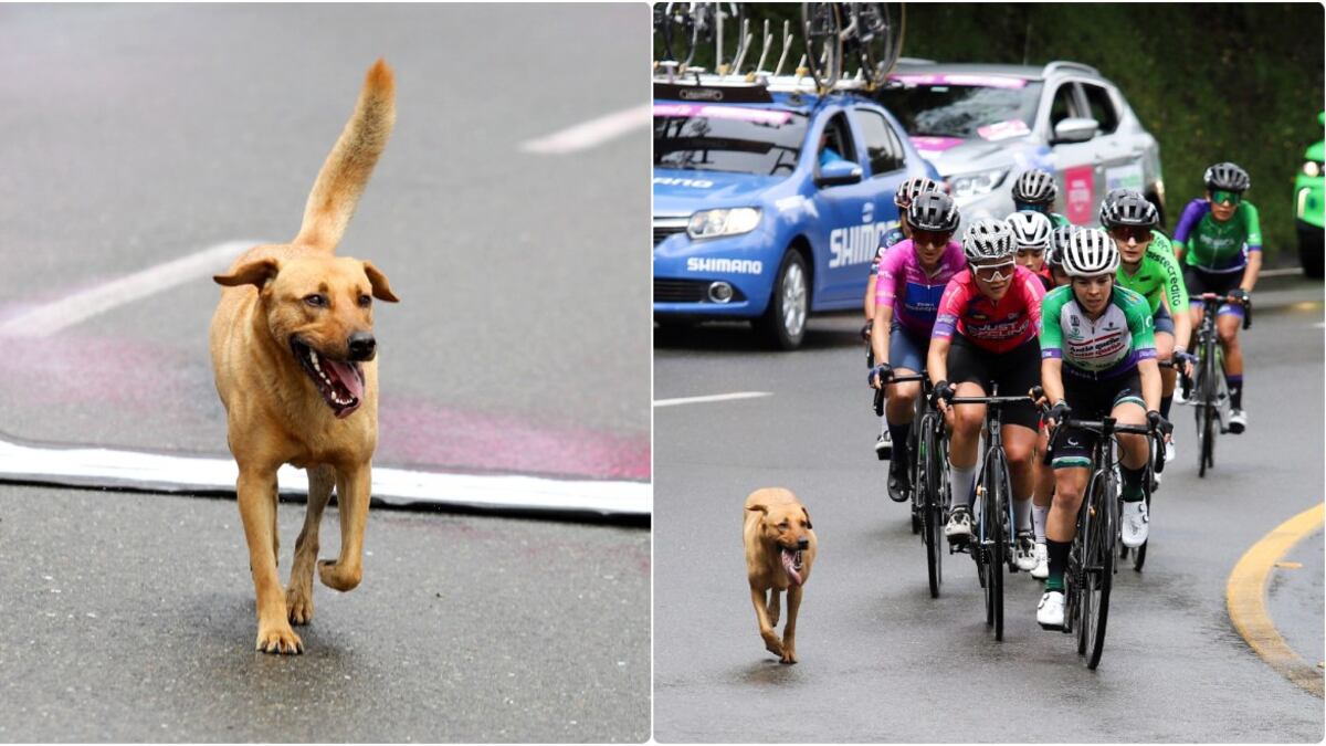 Perrito Alto Linea - Vuelta a Colombia Femenina