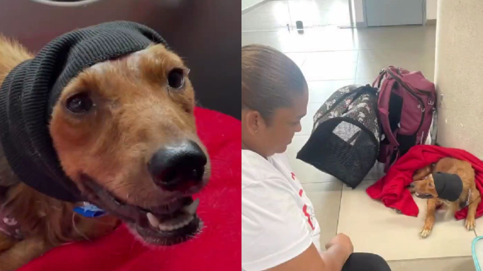 Perro Alvín fue atropellado por un taxi y casi no puede viajar a Bogotá.