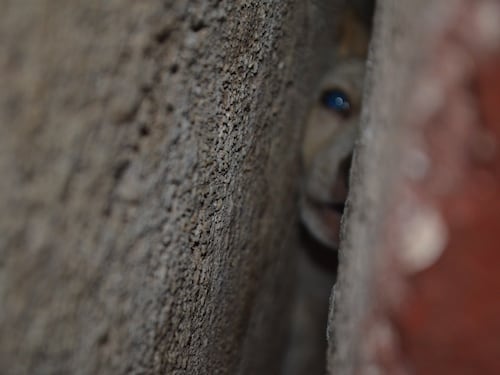 VIDEO. Rescatan a cachorra que había quedado prensada entre dos paredes