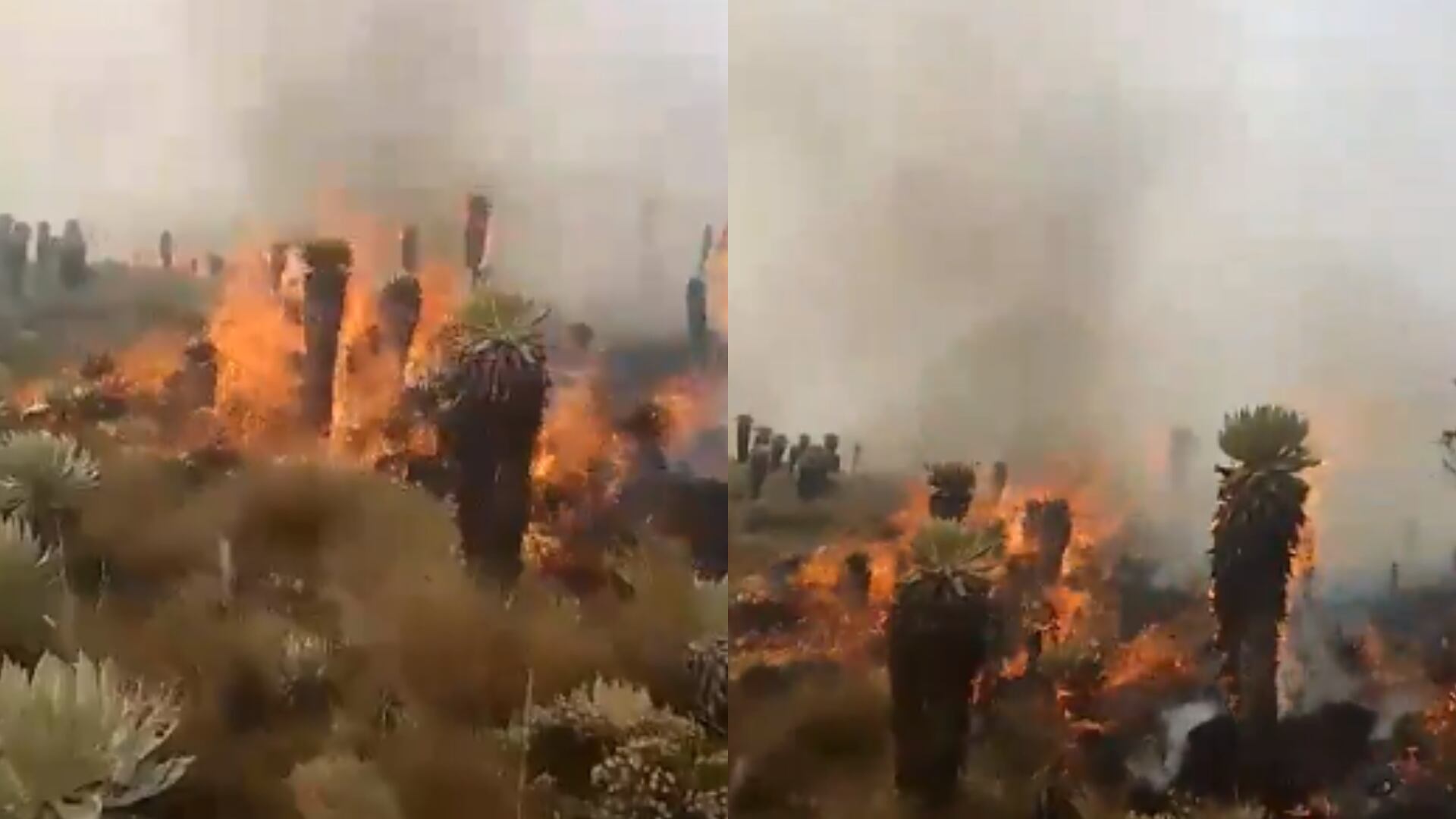 Bomberos atienden emergencia en páramo de Siscunsí, Boyacá: cientos de frailejones están en llamas