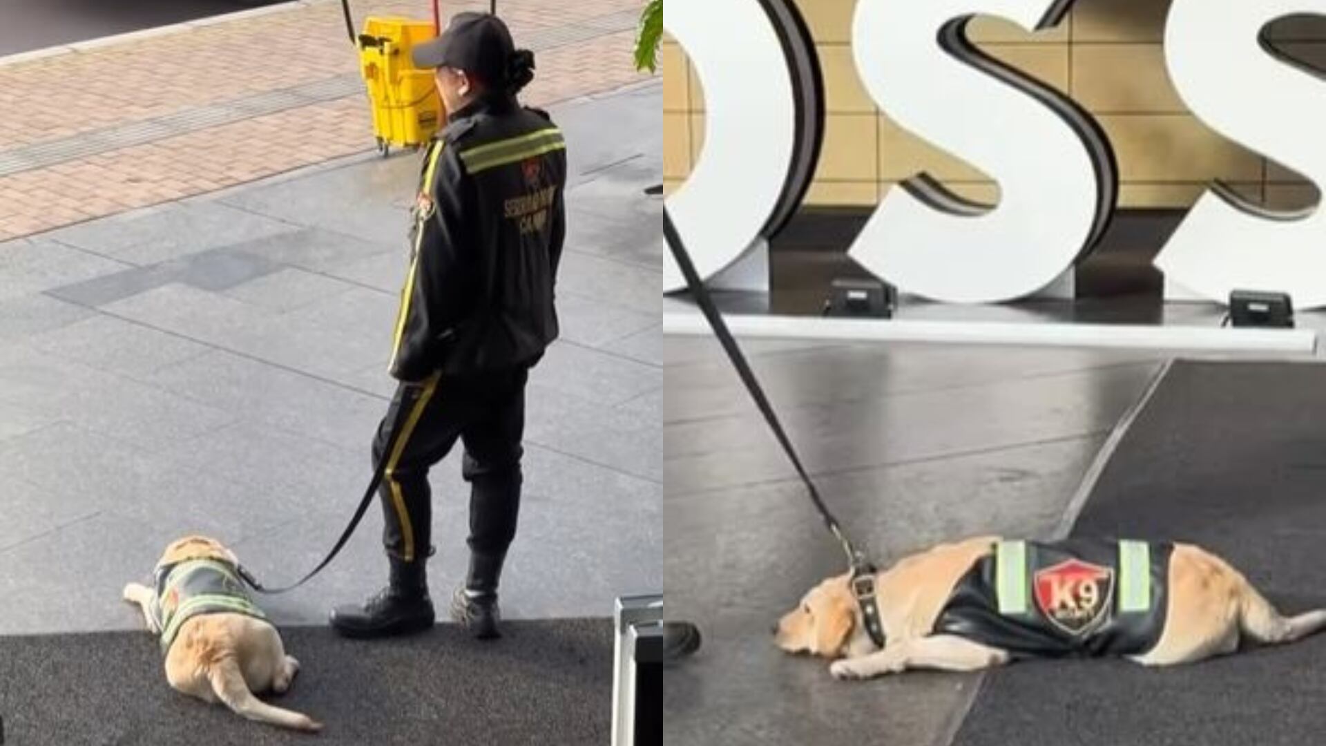 Otra vez, maltrato animal en Centro Comercial Andino, denuncian a vigilante que arrastró a perrito