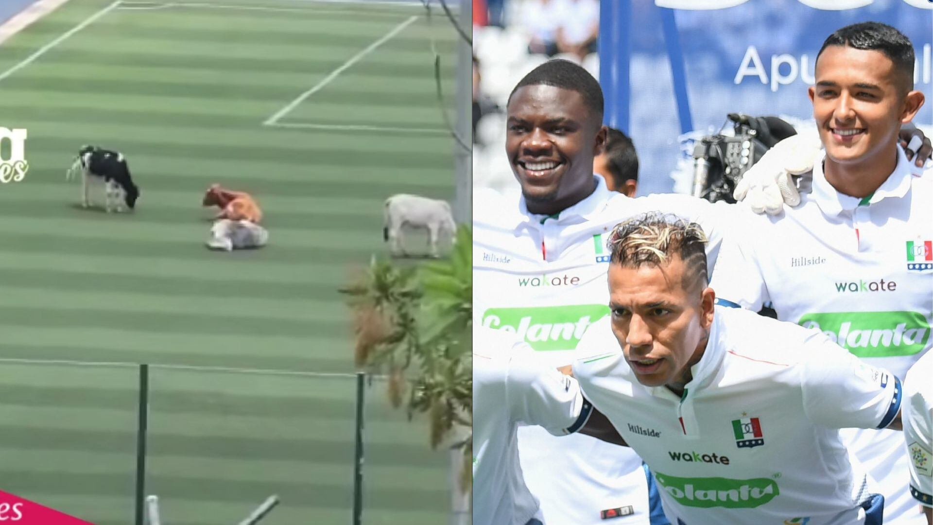 Vacas sorprendieron al aparecer en cancha sintética de Manizales.