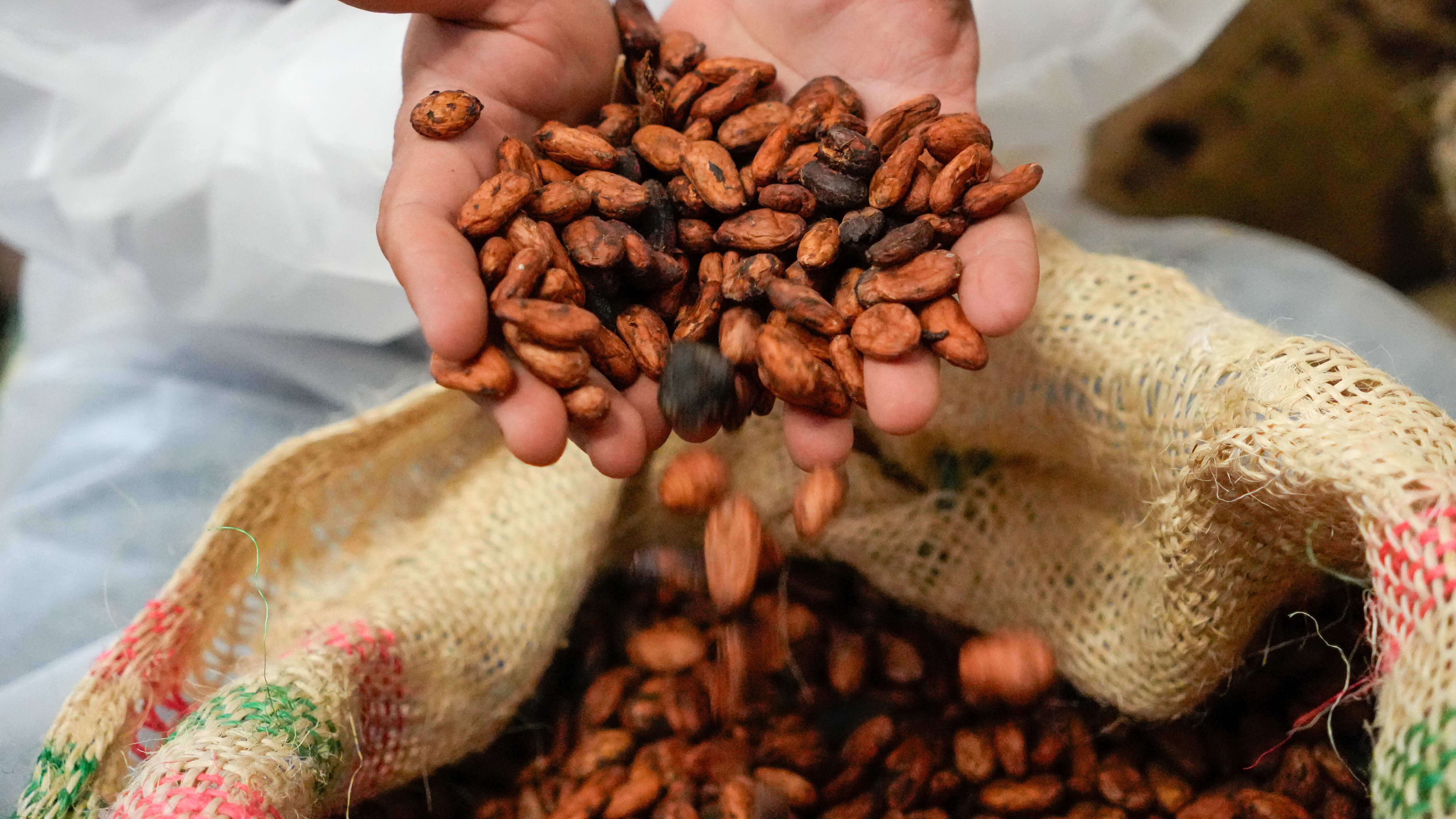 Cultivo de cacao en Antioquia