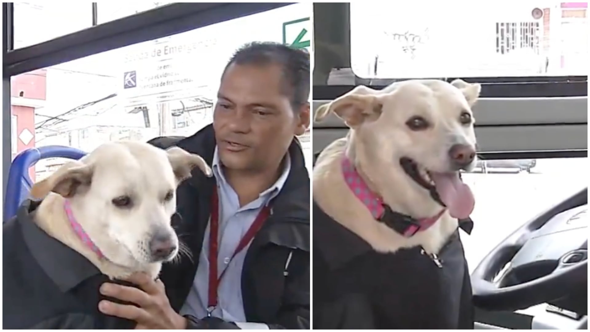 ‘Lulú' la tierna perrita que se llevó halagos por acompañar fielmente a conductor del SITP tras duro pasado (Captura de pantalla de CityTV)