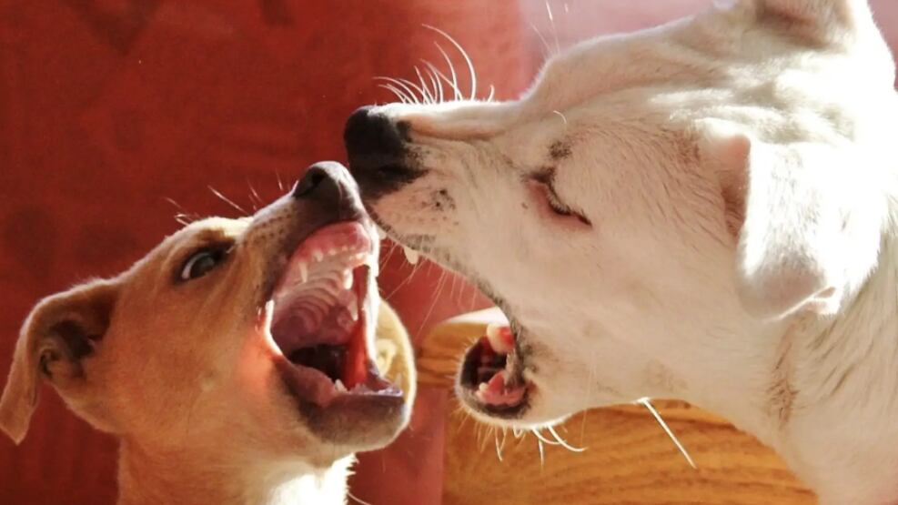 Ubican a decenas de animales decapitados en ciudad brasileña; imágenes fuertes