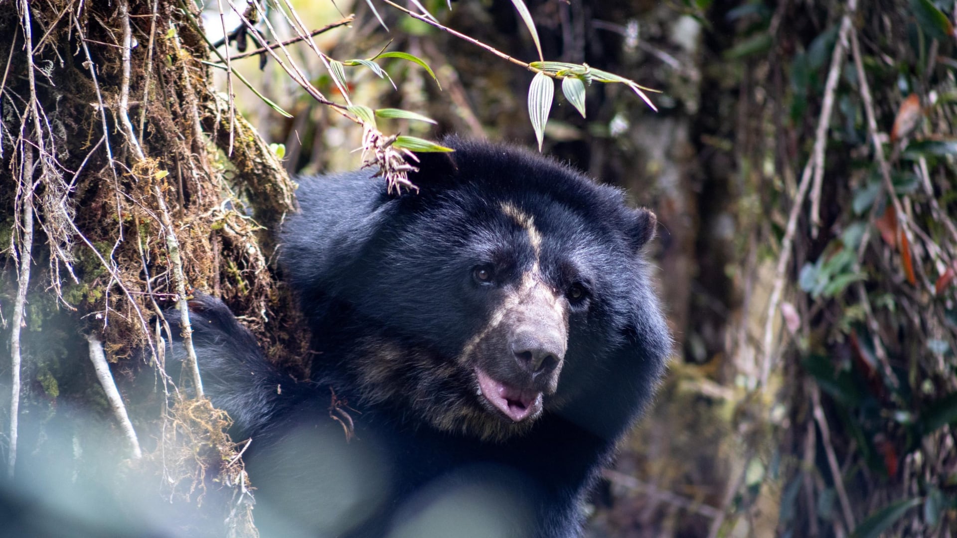 Tama, oso andino que falleció durante su traslado para ser liberado.