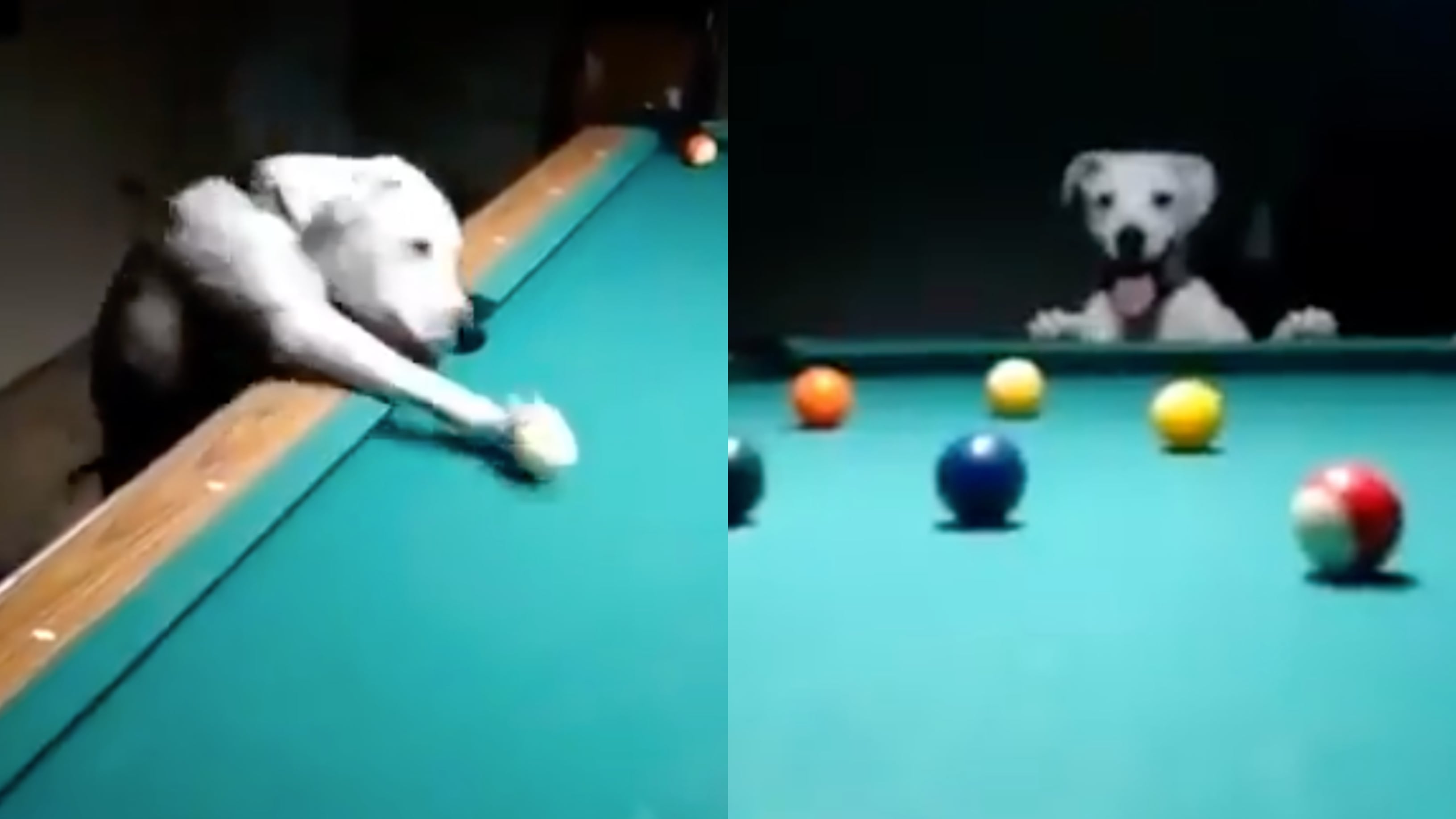 Perro jugando billar