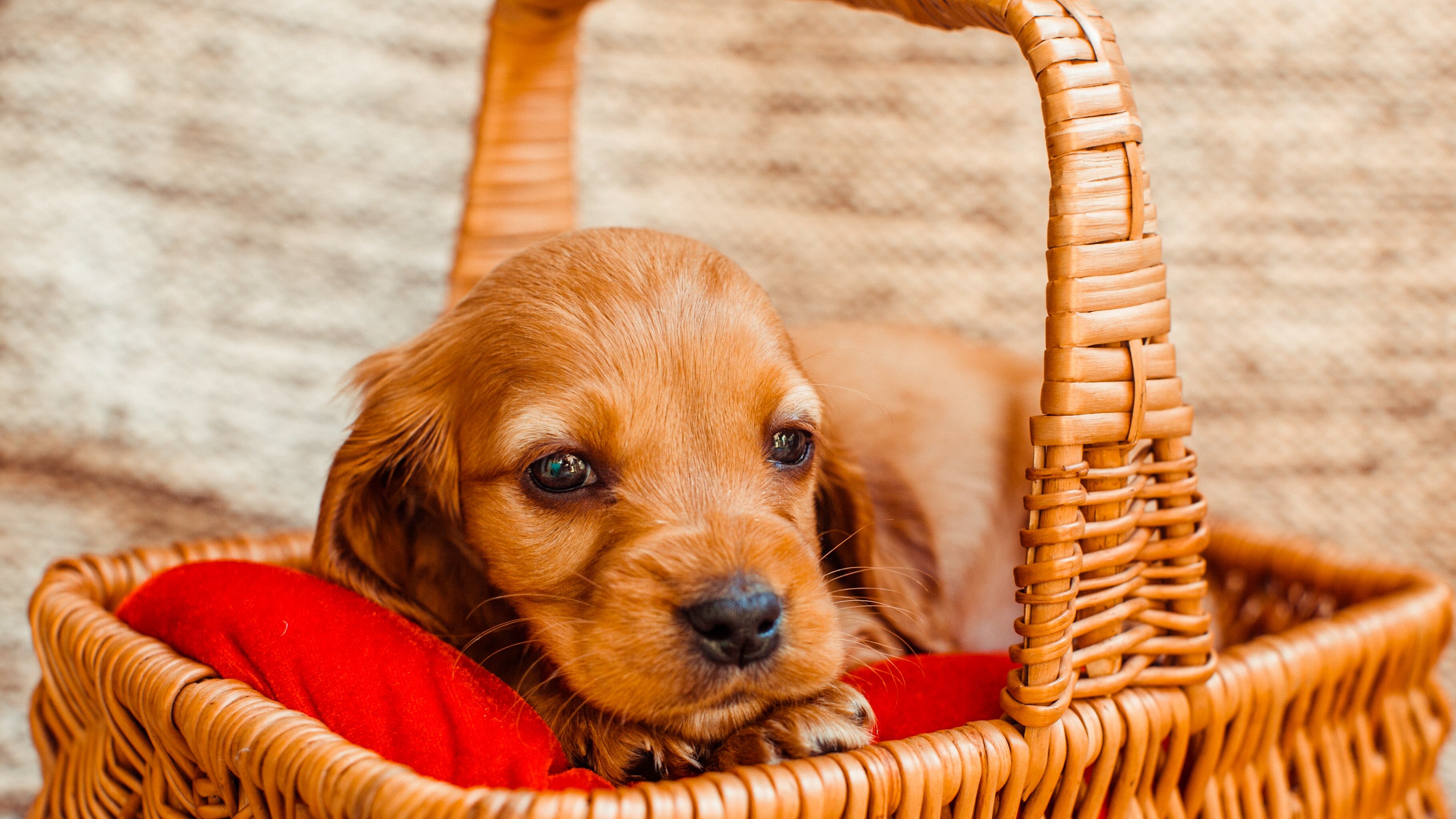 Alimentos para mascotas embarazadas