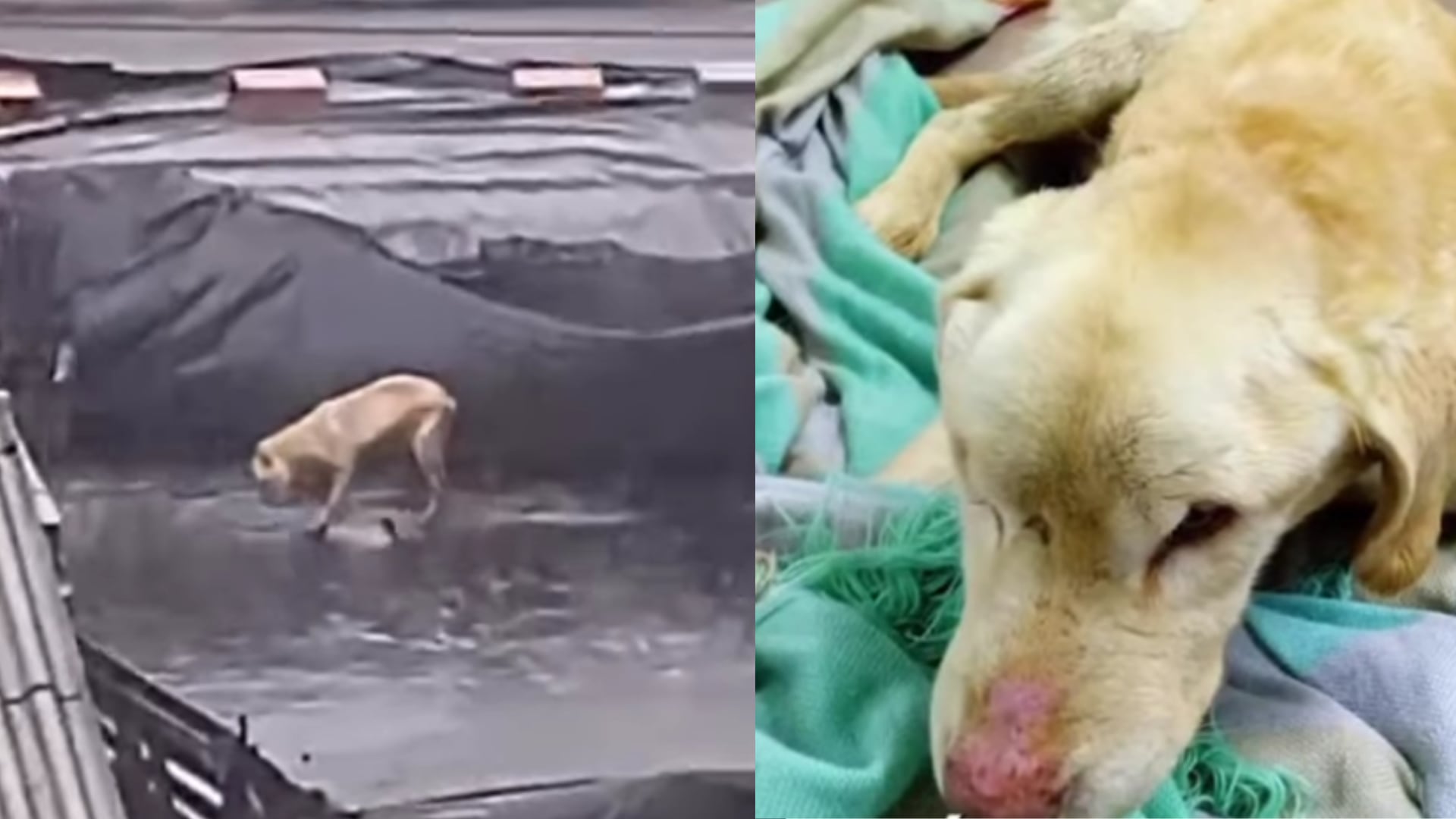 El Instituto de Bienestar y Protección Animal, rescató a perrito abandonado a la intemperie en Bogotá