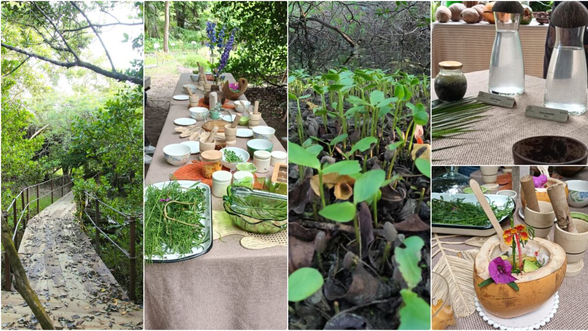 Batis, un remanso de preservación a orillas del Caribe