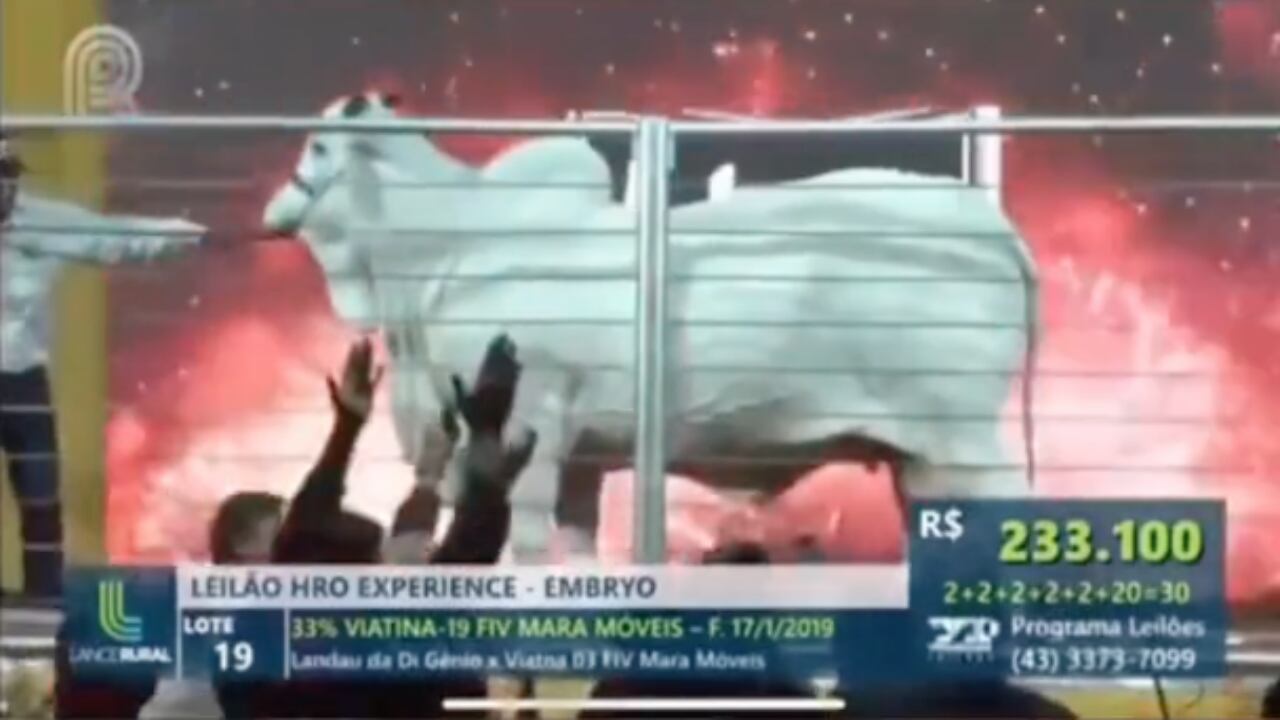 Viantina 19 FIV Mara Moveis, la vaca más cara del mundo