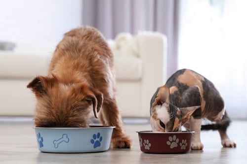 Descubre cuatro beneficios de la fibra del alimento concentrado de tu mascota