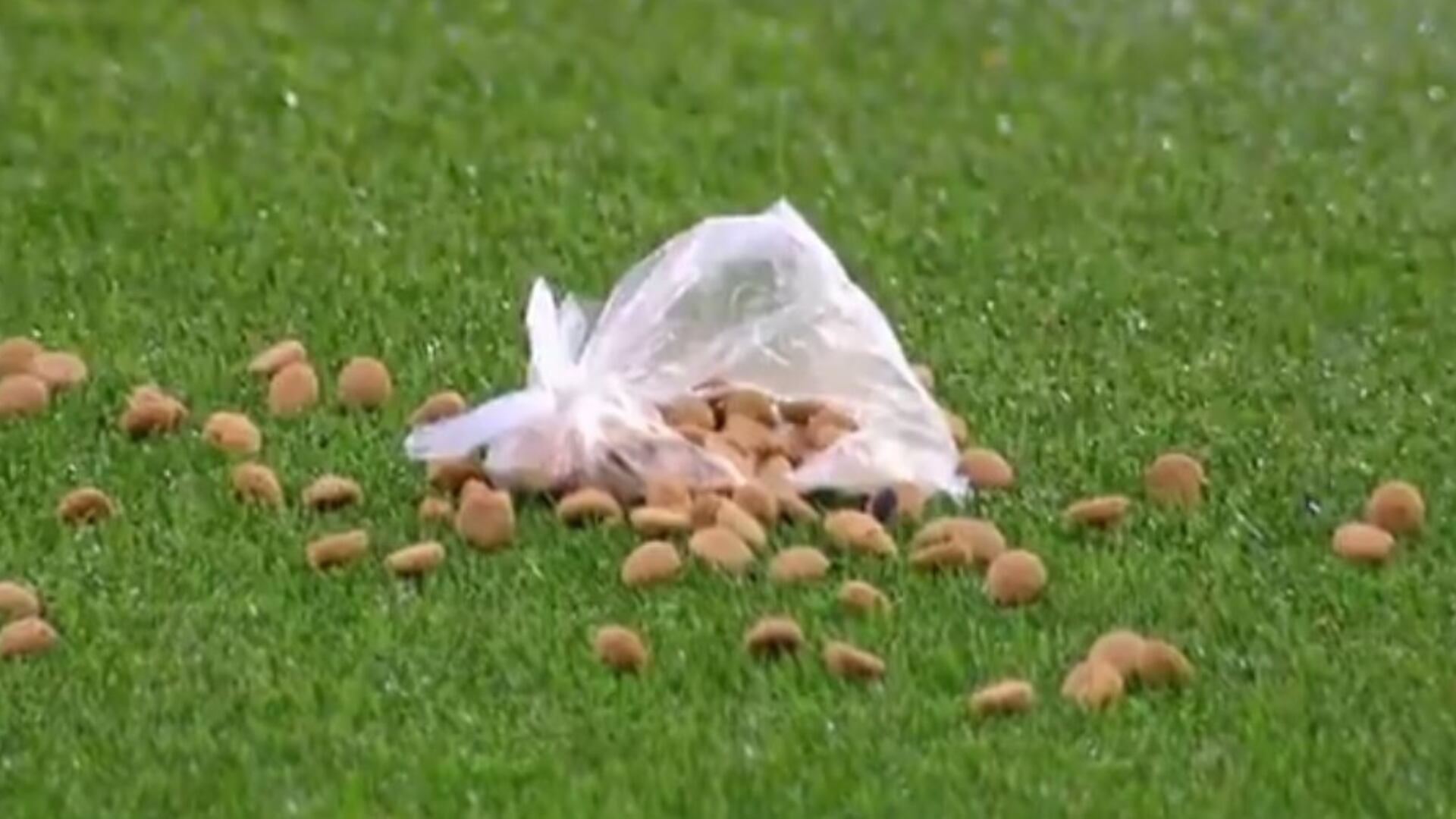 Comida para perros en estadio de Independiente - Foto: Captura de pantalla de la transmisión oficial del encuentro tomada el 24 de octubre del 2025