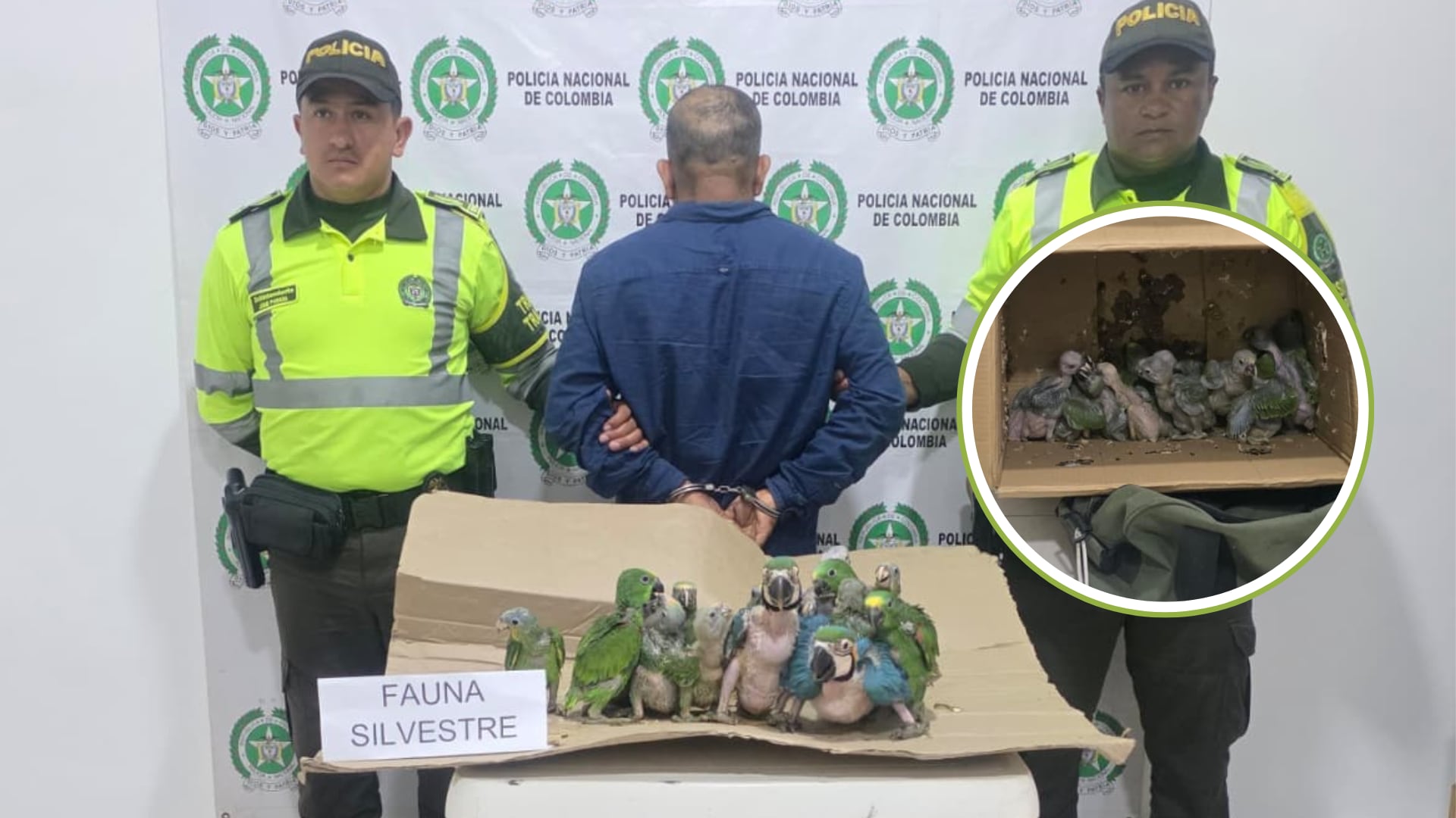 Golpazo al tráfico de fauna: Rescatan a 27 loros ocultos en una moto en Cundinamarca