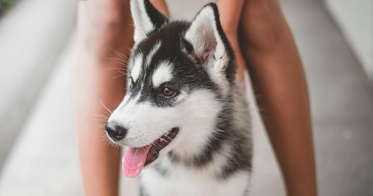 Tecnología transforma el cuidado de cachorros en Colombia
