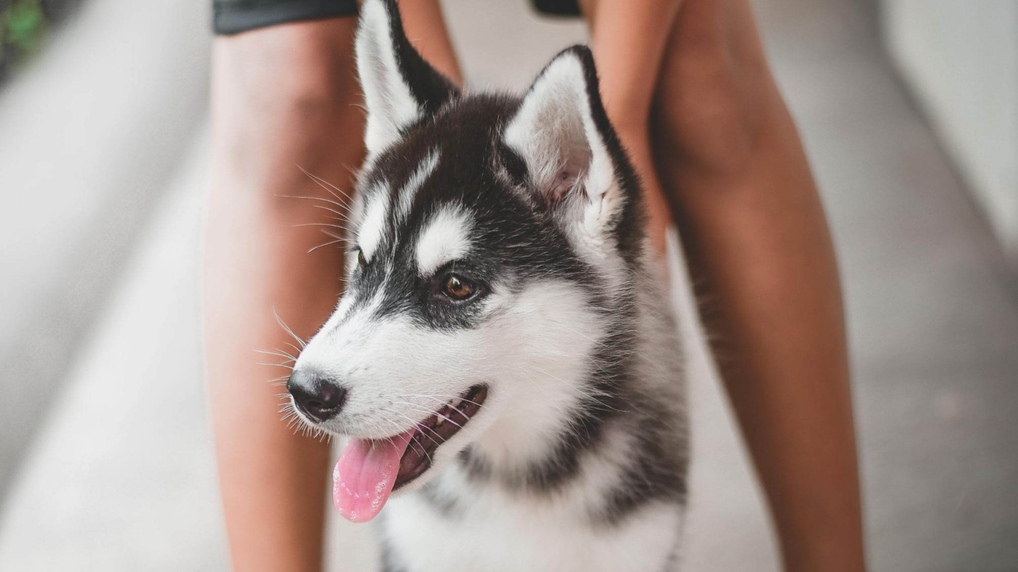 Cuidado de cachorros