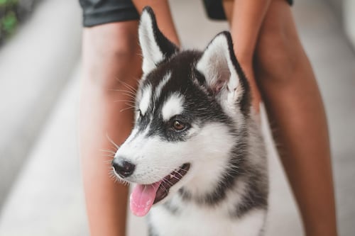 Cómo la tecnología está transformando el cuidado de cachorros en Colombia