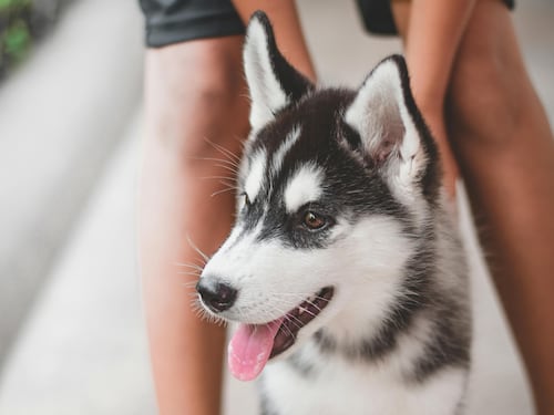 Cómo la tecnología está transformando el cuidado de cachorros en Colombia